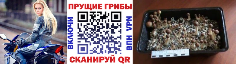 Псилоцибиновые грибы Cubensis  OMG как зайти  Ликино-Дулёво 